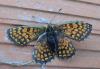 Melitaea sp.